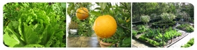 Most of our produce comes from our Edible Garden.